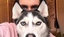 视频爆料 二哈王子,视频爆料背后的萌宠传奇