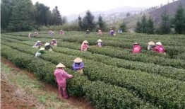 茶陵爆料最新消息,最新动态揭秘，热点事件追踪！