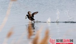 野鸭上树爆料视频,揭秘鸟类迁徙之谜