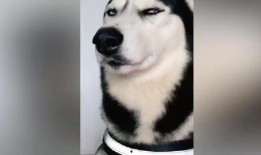 二哈爆料视频在线观看,笑料横生，萌态百出