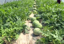 新瓜最新爆料图片高清