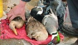 野鸭上树爆料视频,揭秘鸟类迁徙之谜