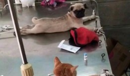 巴哥爆料山治是真的吗视频,山治身份揭秘，真相究竟如何？