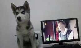 二哈爆料视频在线观看,笑料横生，萌态百出