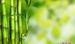 大竹子邻居爆料视频,惊人真相曝光！